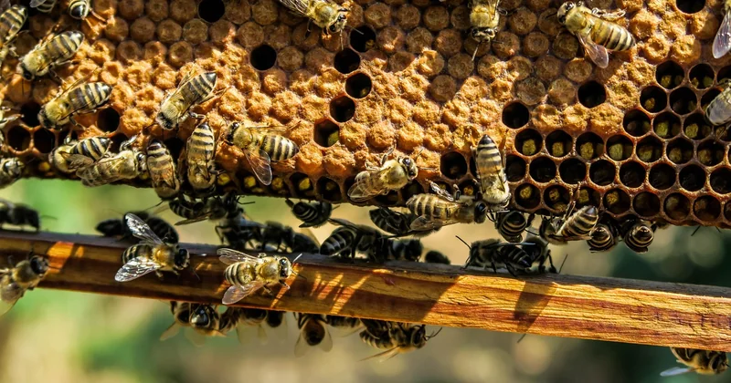 Cire d'abeille, vitrification, huile : choisir sans se tromper